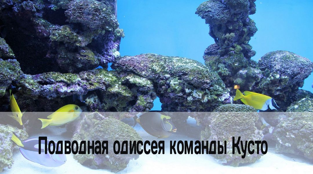 кусто.jpeg