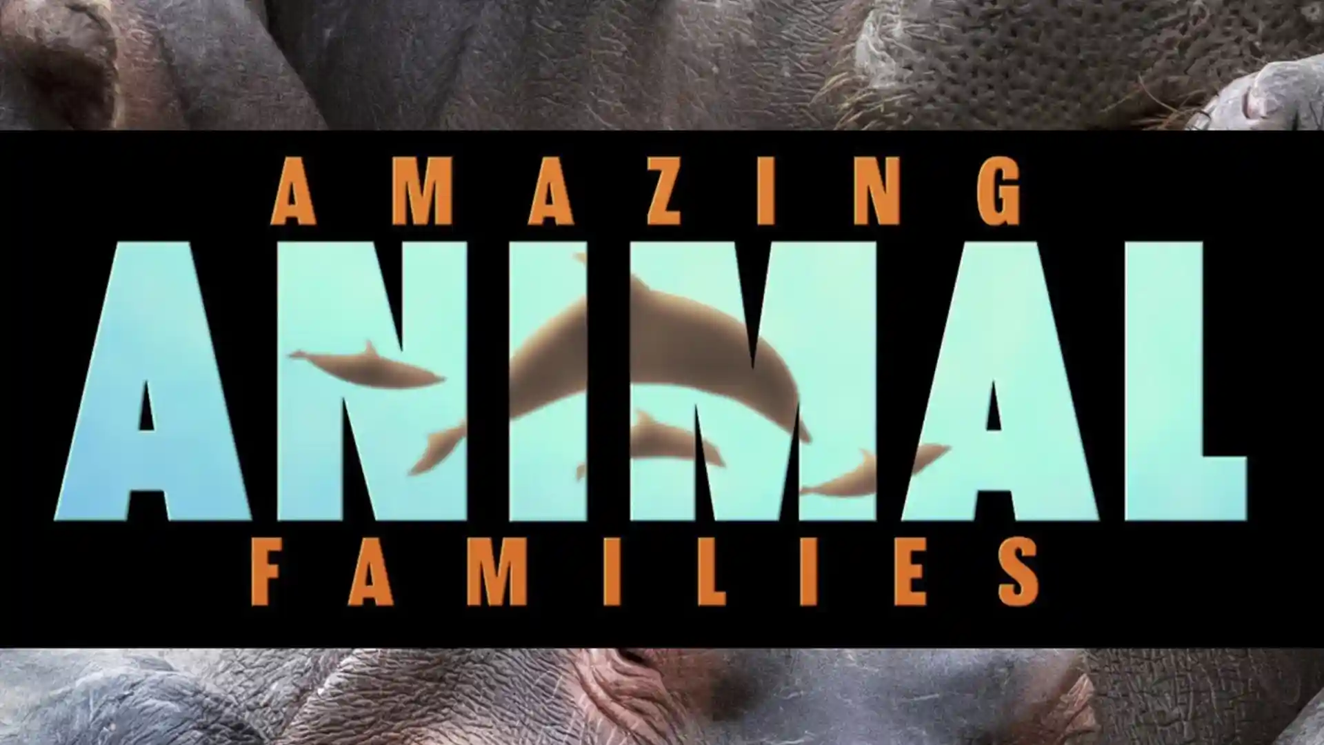 Удивительные семьи животных