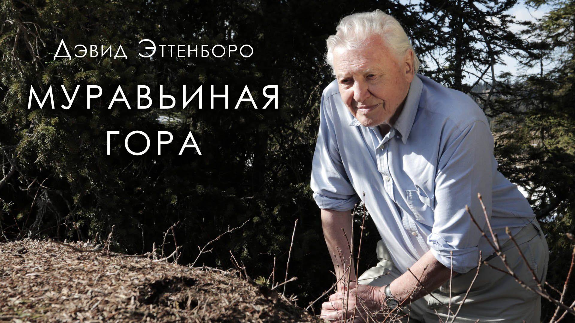 муравьиная гора.jpeg